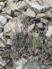 Dudleya abramsii setchellii