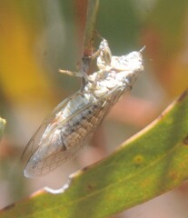 Cicadettini