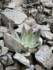 Dudleya abramsii setchellii