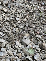 Dudleya abramsii setchellii