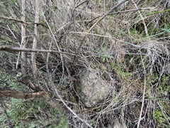 Dudleya abramsii setchellii