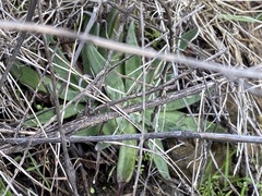 Dudleya abramsii setchellii
