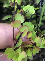 Adiantum orbignyanum