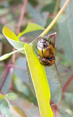 Paropsisterna agricola