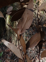 Eucalyptus paniculata