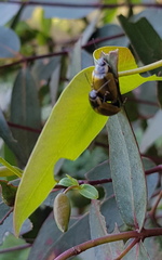 Paropsisterna agricola