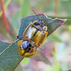 Paropsisterna agricola