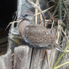 Streptopelia chinensis