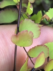 Adiantum orbignyanum