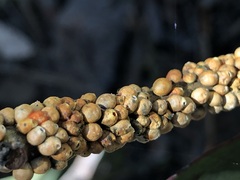 Eriococcus