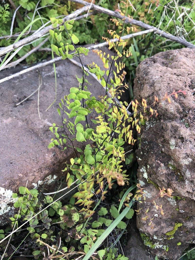 Adiantum subvolubile