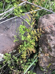 Adiantum orbignyanum