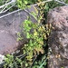Adiantum subvolubile - Photo (c) Jared Shorma, some rights reserved (CC BY), uploaded by Jared Shorma