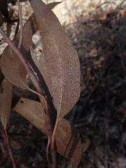 Eucalyptus paniculata