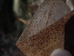 Eucalyptus paniculata