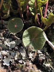 Peperomia polycephala