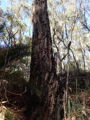 Eucalyptus paniculata