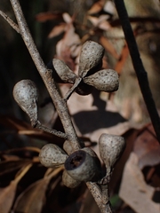 Eucalyptus paniculata
