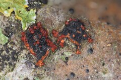 Dialonectria diatrypellicola