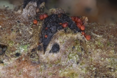 Dialonectria diatrypellicola