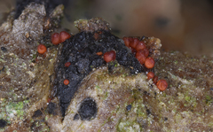 Dialonectria diatrypellicola