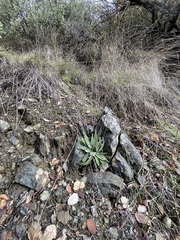 Dudleya abramsii setchellii