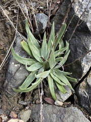 Dudleya abramsii setchellii