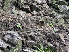 Dudleya abramsii setchellii