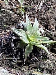 Dudleya abramsii setchellii