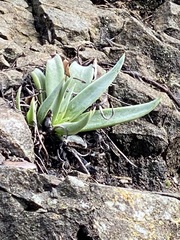 Dudleya abramsii setchellii