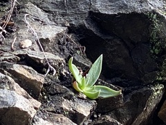 Dudleya abramsii setchellii