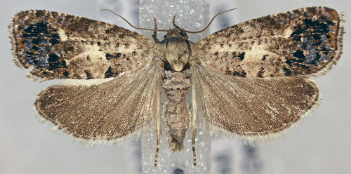 Notocelia purpurissatana
