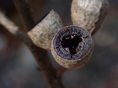 Eucalyptus paniculata