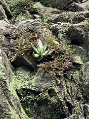 Dudleya abramsii setchellii