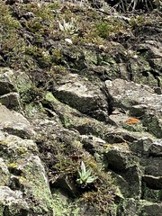 Dudleya abramsii setchellii
