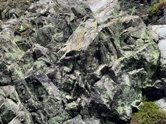 Dudleya abramsii setchellii