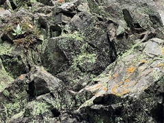 Dudleya abramsii setchellii