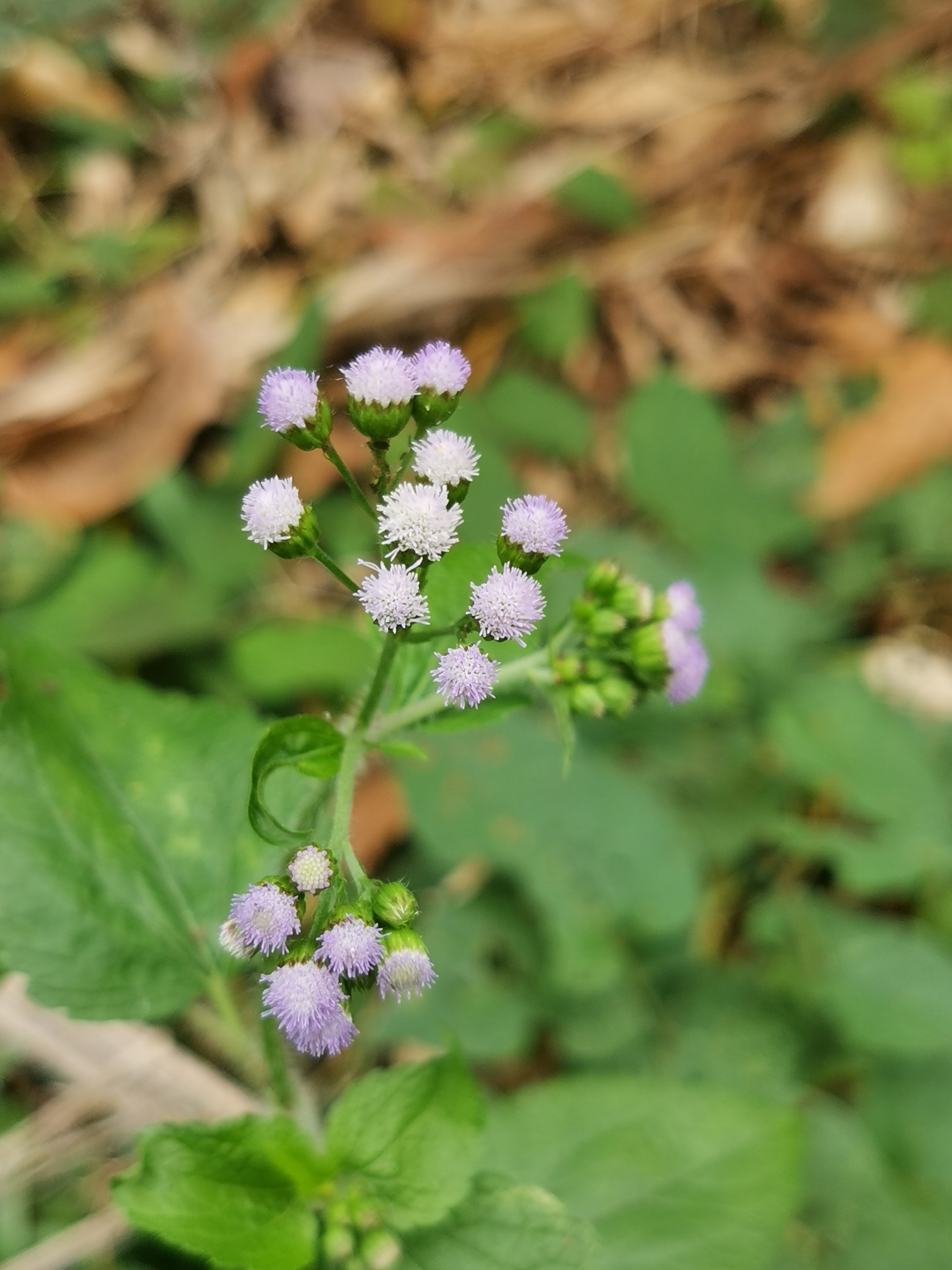 Ageratum conyzoides L.