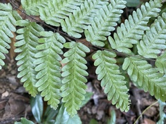 Lygodium polystachyum