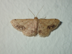 Idaea chotaria