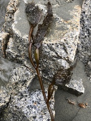 Macrocystis pyrifera