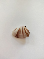 Donacidae