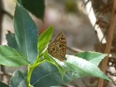 Geitoneura acantha