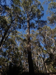 Eucalyptus paniculata