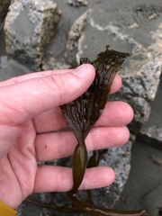 Macrocystis pyrifera