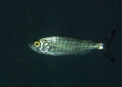 Arripis georgiana