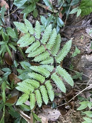 Lygodium polystachyum