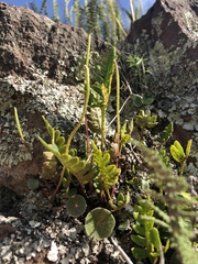 Pleopeltis pycnocarpa