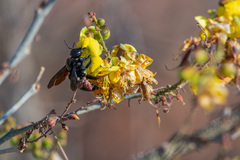 Xylocopa californica