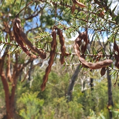 Acacia echinula